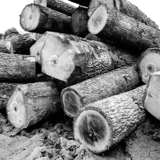 many logs piled together in seasoning yard