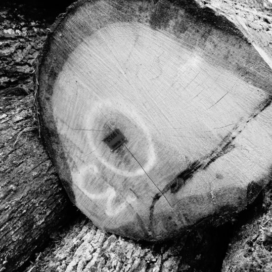 a sliced log laying in forrest